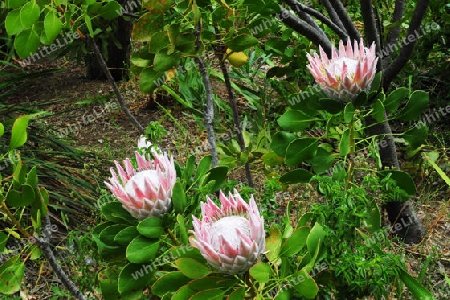 K?nigsprotea - Protea cynaroides