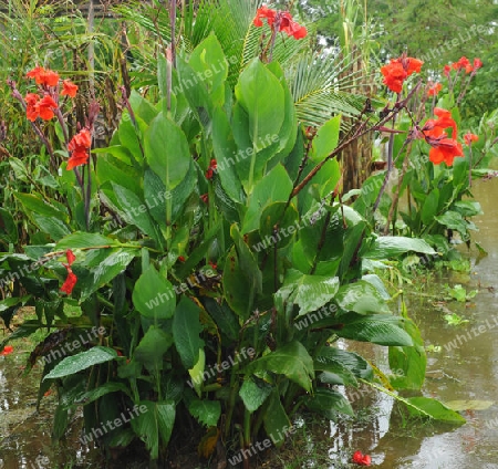 Indisches Blumenrohr, Samen - Canna indica