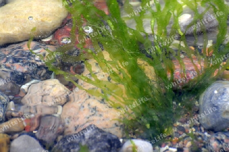 Algen im Wasser