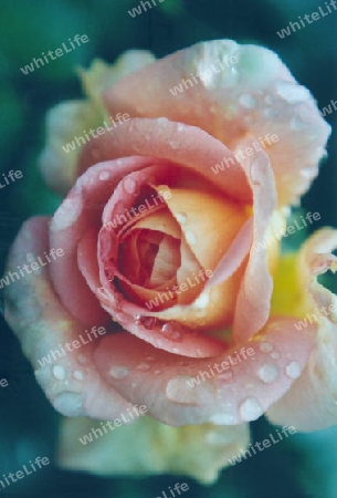 gelb-rosa Rose