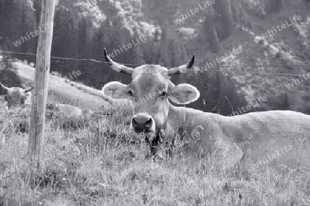 Kuh in Schwarzweiss
