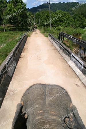 Elefantenritt