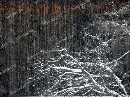 Schneefall im Wald 2