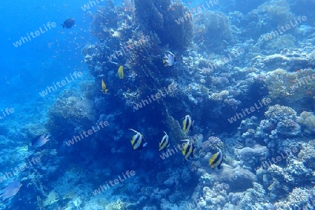 Wimpelfische, Rotes Meer
