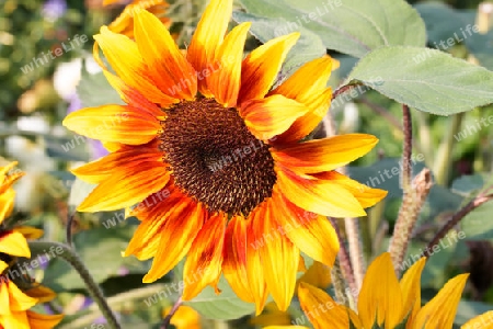 Sonnenblumenbluete im Spaetsommer - Sunflowers blossom in late summer