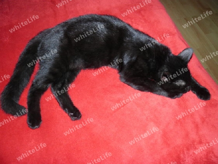 schwarze Katze auf einer roten Decke