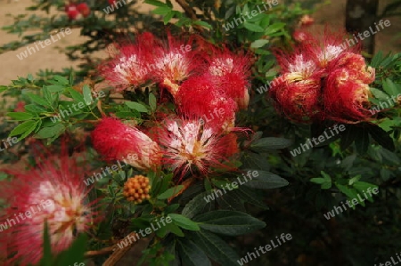 Roter Puderquastenbaum - Calliandra dysantha