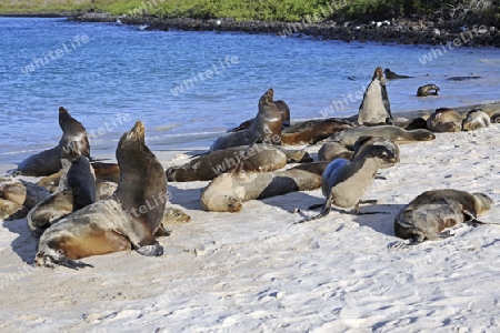  Galapagos Seel?we (Zalophus wollebaeki) , Insel Santa Fe, Galapagos, Unesco Welterbe,  Ekuador, Suedamerika