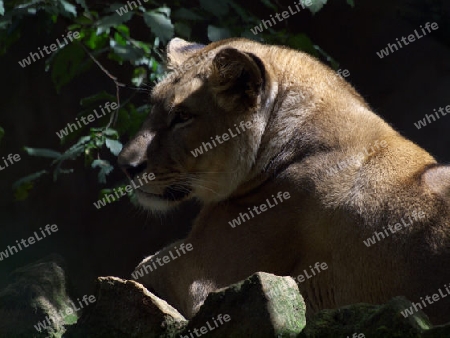 lioness in the sun