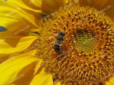 Sonnenblume mit einer Biene