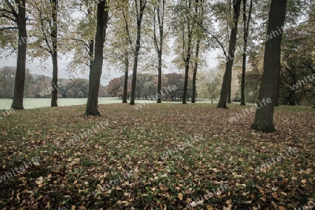 Linden im Herbst (Bremer B?rgerpark)