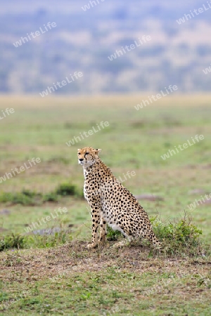 Gepard ( Acinonyx jubatus ) h?lt Ausschau in der Landschaft der  Masai Mara ,  Kenia, Afrika