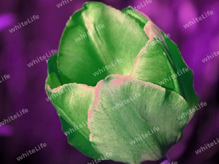 Tulpe in falschen Farben