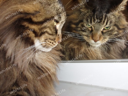 Maine Coon Katze die in einen Spiegel schaut