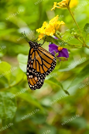 Monarchfalter - Danaus plexippus