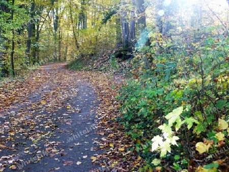 Waldweg im Herbst 2