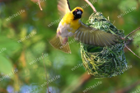 Spotted-backed Weaver, Ploceus cucullatus