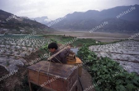 agroculture in the village of fengjie at the yangzee river in the three gorges valley up of the three gorges dam project in the province of hubei in china.