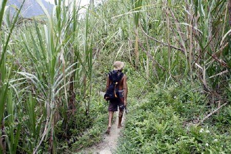 Amerika, Suedamerika, Venezuela, Karibik, Choroni Eine Zuckerrohr Plantage im Regenwald in den Bergen von Choroni im Nationalpark Henri Pittier im zentralen norden von Venezuela.     