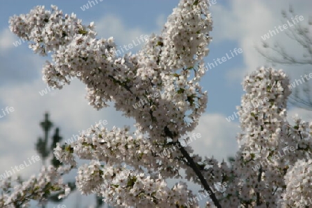 Zierkirschenblüte in der Gartenstadt Drewitz