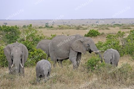 Afrikanischer Elefant, Elefanten, Elefantenfamilie (Loxodonta africana),  in der Landschaft der Masai Mara, Kenia, Afrika