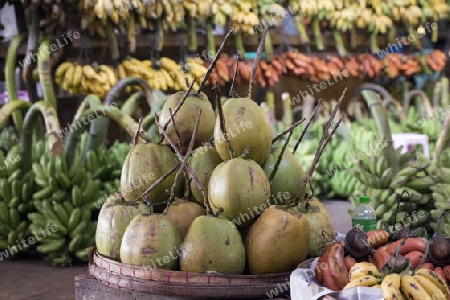 Cocosnut in a Fruit market in a Market near the City of Yangon in Myanmar in Southeastasia.