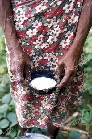 Asien, Indischer Ozean, Sri Lanka,
Eine Frau bei ihrer Arbeit in einer Kautschuk Plantage fuer die Porduktion von Gummi beim Kuestendorf Hikkaduwa an der Suedwestkueste von Sri Lanka. (URS FLUEELER)






