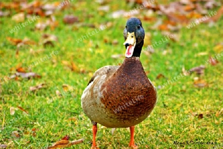 QuackingDuck