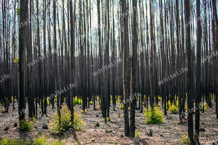 After a forest fire