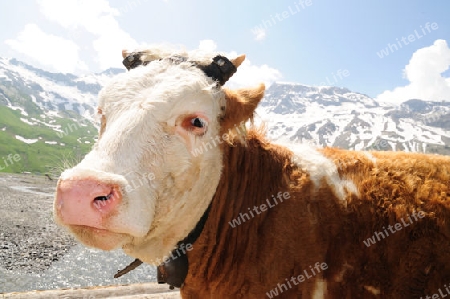 Junges Rind in den Alpen