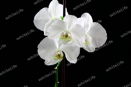 Orhideea 2