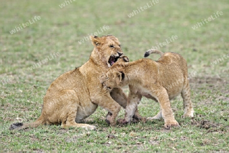 junge L?wen, (Panthera leo), spielen zusammen,   Masai Mara, Kenia, Afrika