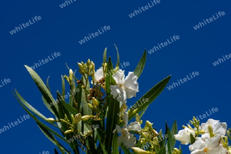 bl?hender Oleander im Dezember aufgenommen in einem Garten in Concepcion, Chile, S?damerika