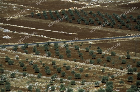 Oliven Plantage bei Aleppo im Norden von Syrien im Nahen Osten.  