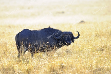 Afrikanischer B?ffel, Kaffernb?ffel, Syncerus caffer, am fruehen Morgen im hohen Gras , im Gegenlicht,  Masai Mara, Kenia