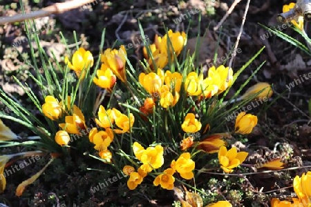 Purple crocus and yellow growing outside. View at magic blooming spring flowers crocus sativus. 