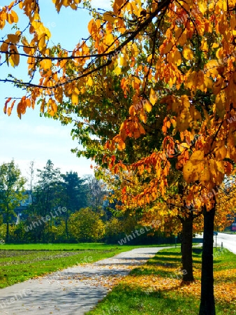 Baumreihe mit gelb-rotem Herbstlaub auf gr?ner Wiese mit Weg  