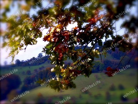 Herbst im Basler Jura