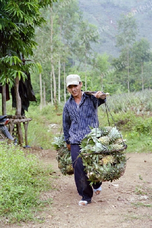 Ananas-Plantagen-Arbeiter in Vietnam