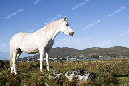 Connemara-Pony, Irland