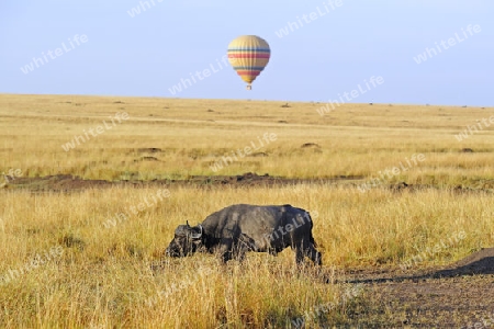 Afrikanischer B?ffel, Kaffernb?ffel, Syncerus caffer, am fruehen Morgen im hohen Gras , im Hintergrund Heissluftballon,  Masai Mara, Kenia