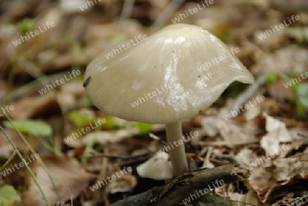 Eating mushroom