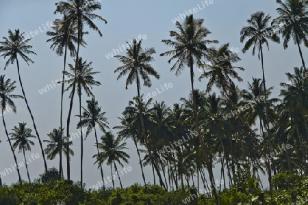 Kokospalmen in Sri Lanka