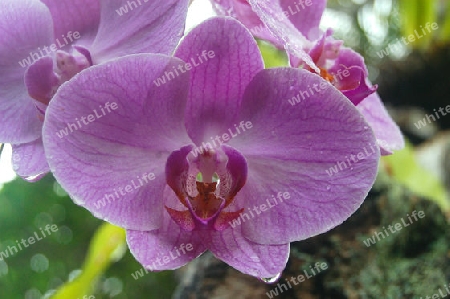 Orchidee Phalaeanopsis