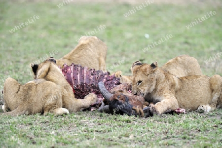 L?wen, L?we, L?wenfamilie (Panthera leo), frisst erbeutetes Topi (Damaliscus lunatus), Masai Mara, Kenia, Afrika
