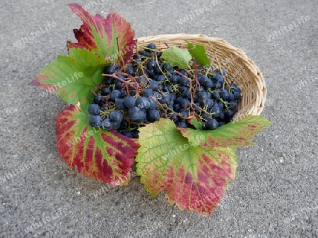 Korb mit Weintrauben