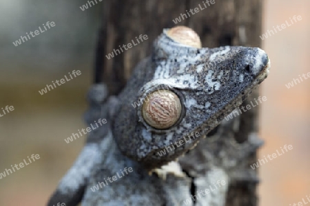 Blattschwanzgecko, Madagaskar