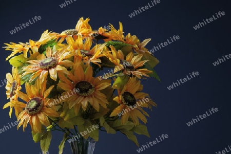 Ein Strauss Sonnenblumen in einer Glasvase mit Beleuchtung von Links.