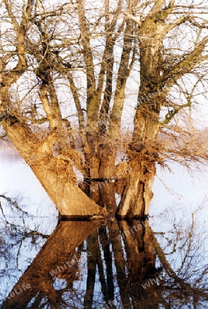 Baum spiegelnd