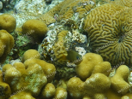 Korallen 2